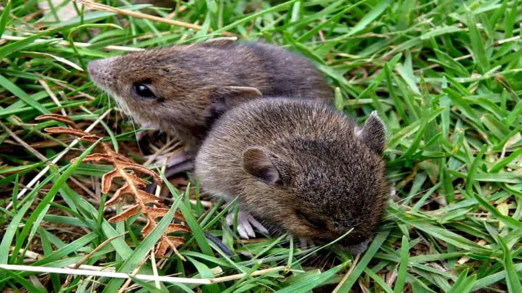 bank_voles