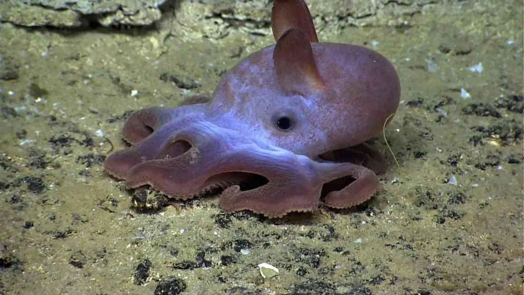 Octopus