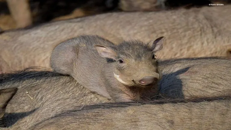 What Do Baby Warthog Eat