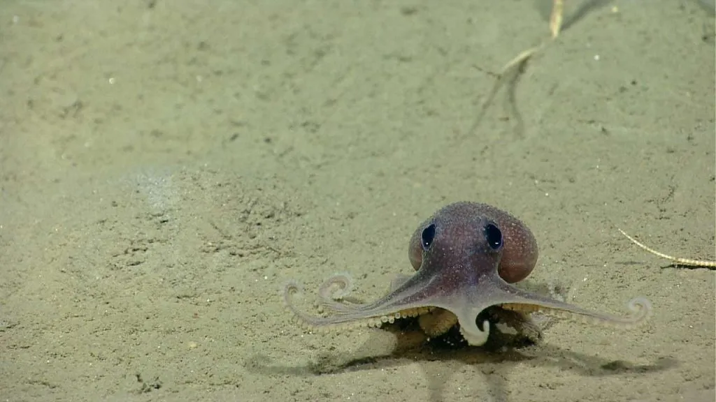 octopus
