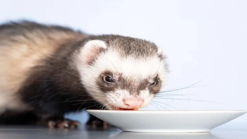 ferret drinking